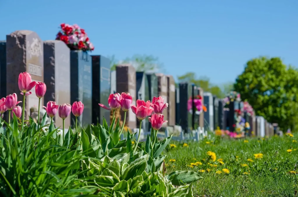 Tulipes roses au premier plan devant des monuments funéraires alignés.