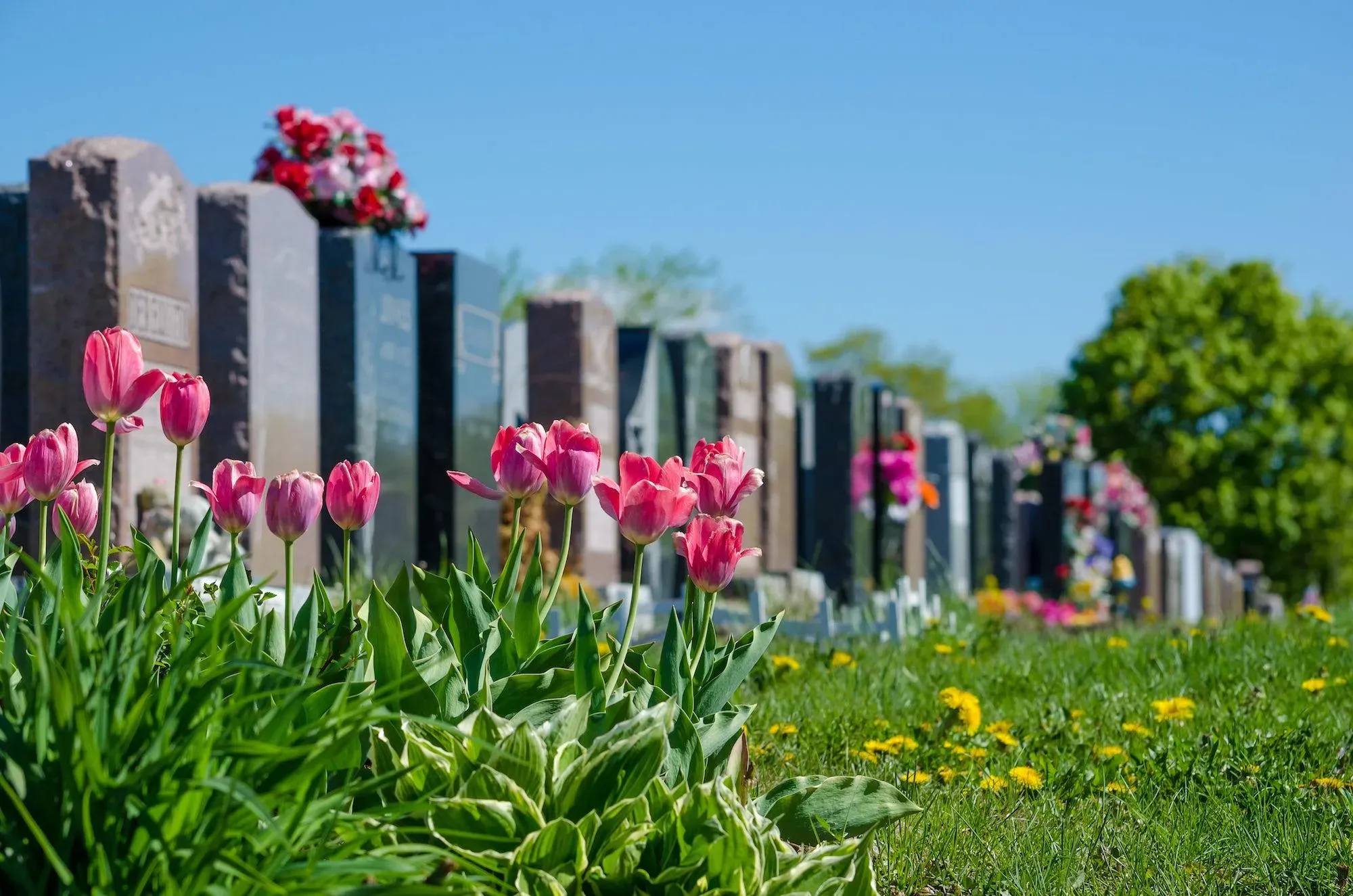 Tulipes roses au premier plan devant des monuments funéraires alignés.